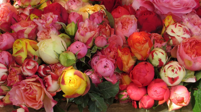 장미 - Rose, Rosa hybrida