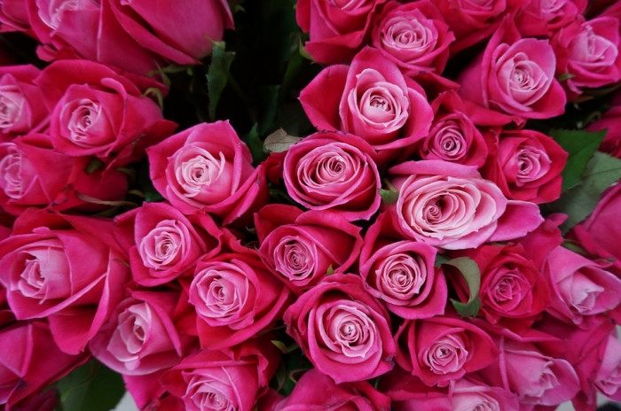 장미 - Rose, Rosa hybrida
