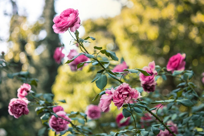 장미 - Rose, Rosa hybrida