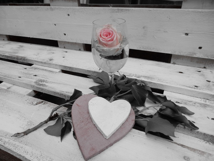 장미 - Rose, Rosa hybrida