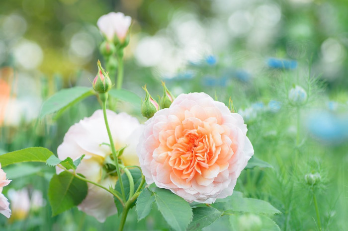 장미 - Rose, Rosa hybrida