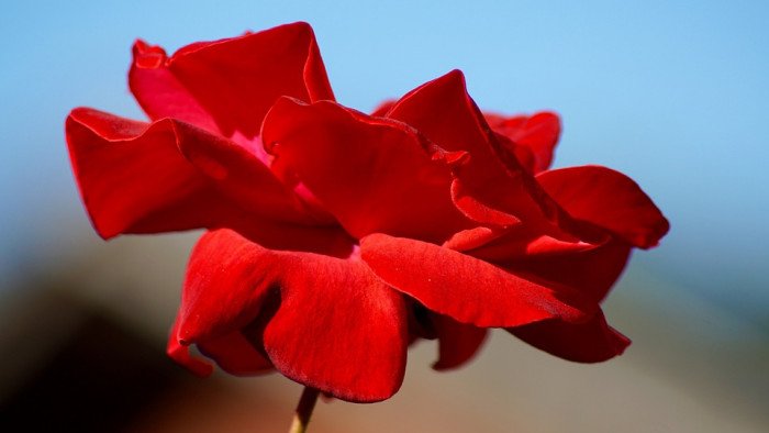 장미 - Rose, Rosa hybrida