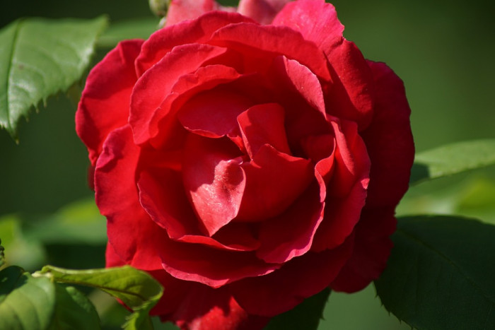 장미 - Rose, Rosa hybrida