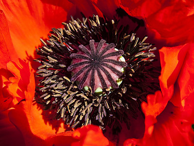 양귀비 사진 - Papaver somniferum Photos