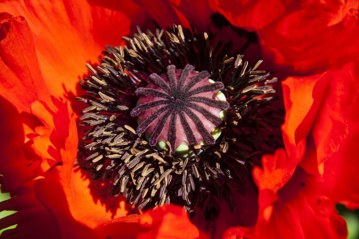 양귀비 - opium-poppy, Papaver somniferum