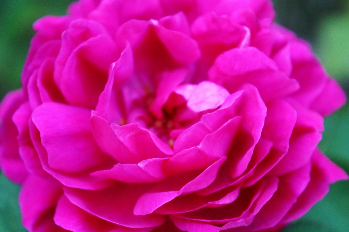 장미 - Rose, Rosa hybrida