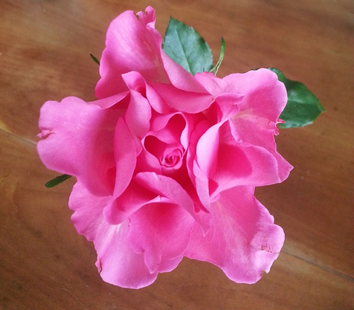 장미 - Rose, Rosa hybrida