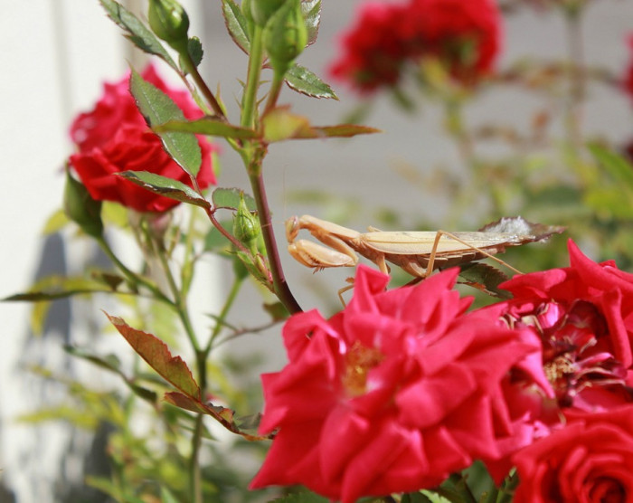 장미 - Rose, Rosa hybrida