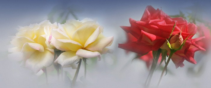 장미 - Rose, Rosa hybrida