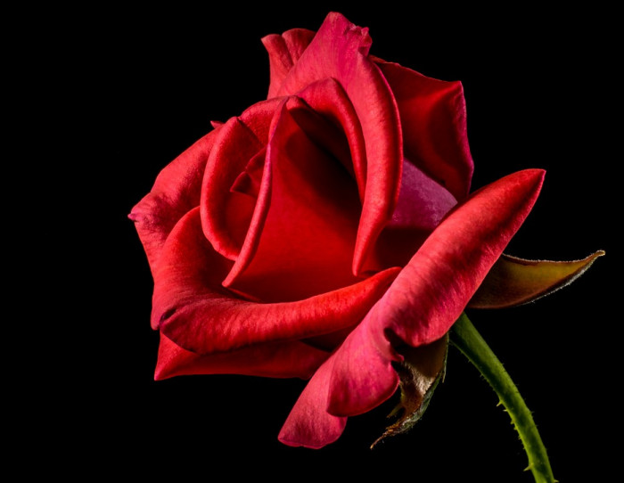 장미 - Rose, Rosa hybrida