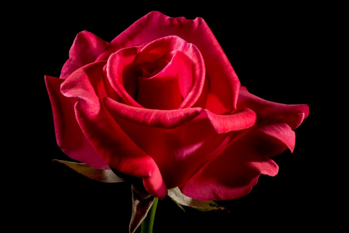 장미 - Rose, Rosa hybrida