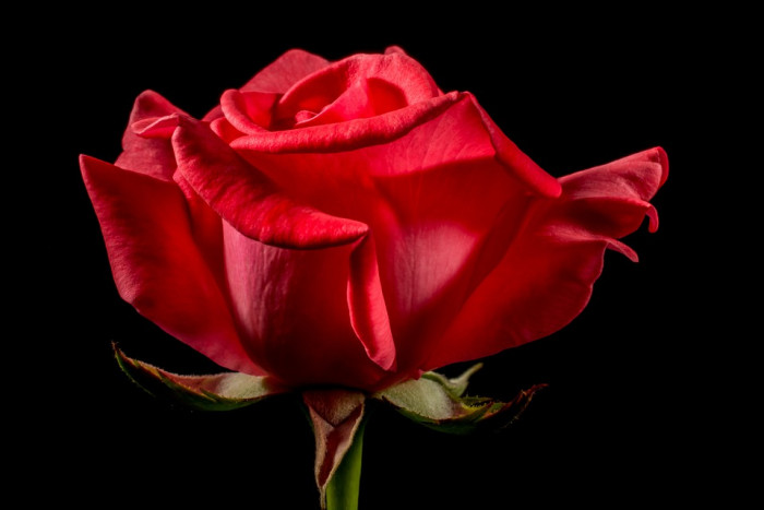 장미 - Rose, Rosa hybrida