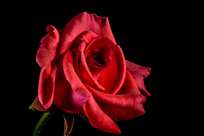 장미 - Rose, Rosa hybrida