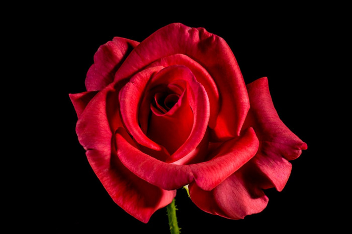 장미 - Rose, Rosa hybrida
