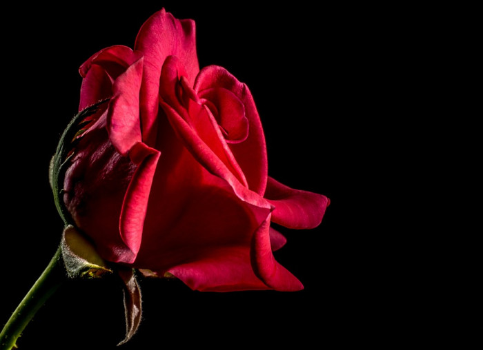 장미 - Rose, Rosa hybrida
