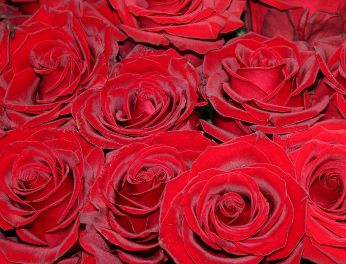 장미 - Rose, Rosa hybrida