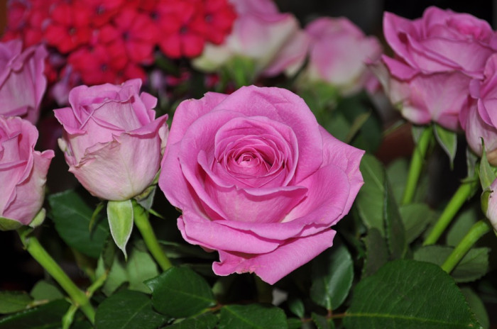 장미 - Rose, Rosa hybrida