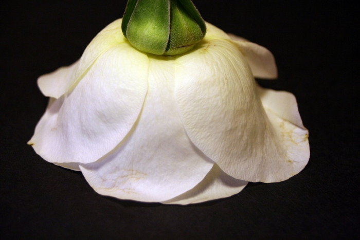 장미 - Rose, Rosa hybrida