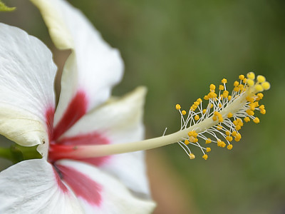 무궁화 사진 - Hibiscus syriacus L. Photos