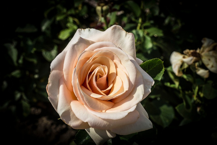 장미 - Rose, Rosa hybrida