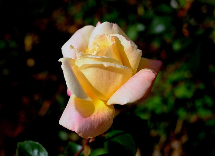 장미 - Rose, Rosa hybrida