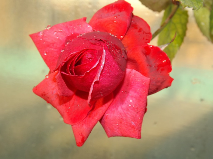 장미 - Rose, Rosa hybrida