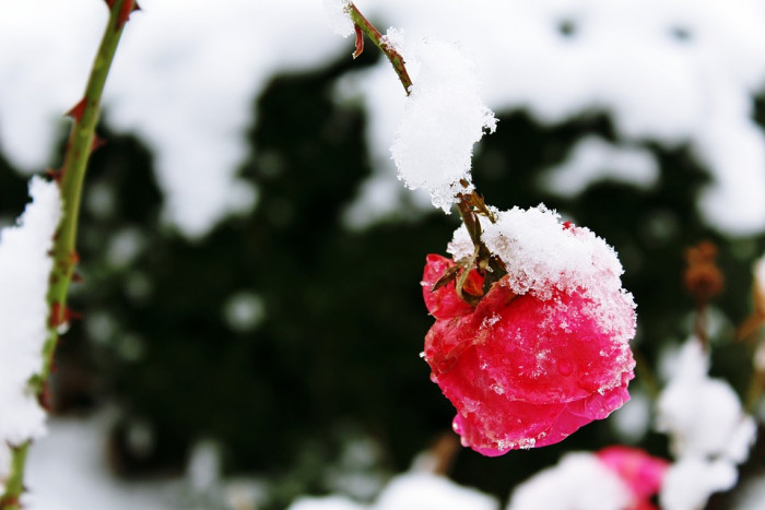 장미 - Rose, Rosa hybrida