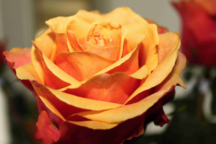 장미 - Rose, Rosa hybrida