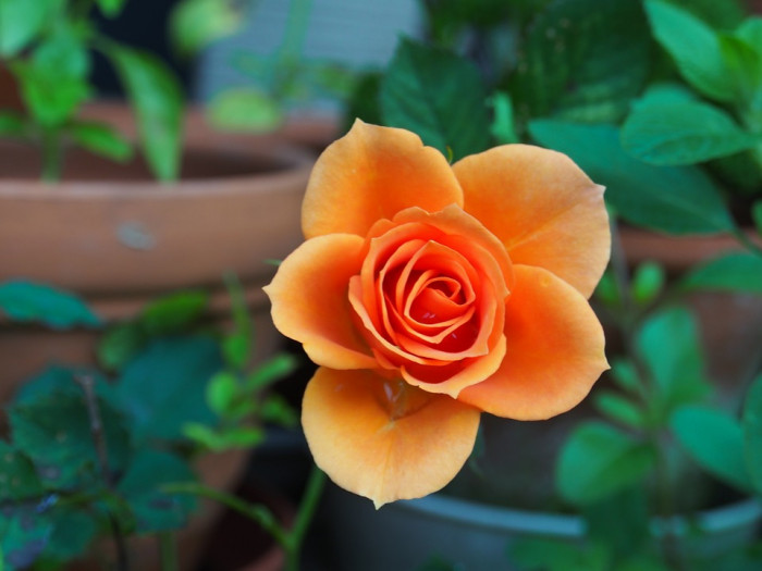 장미 - Rose, Rosa hybrida