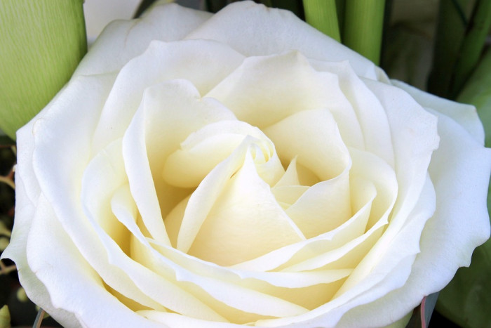 장미 - Rose, Rosa hybrida