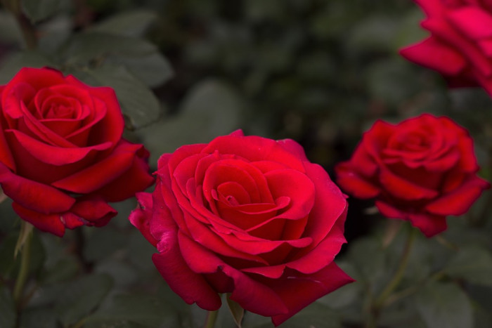 장미 - Rose, Rosa hybrida