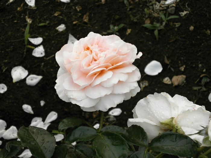 장미 - Rose, Rosa hybrida
