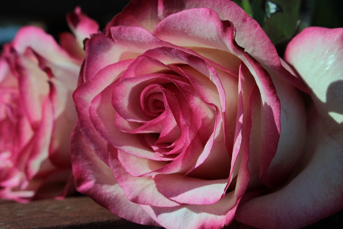 장미 - Rose, Rosa hybrida