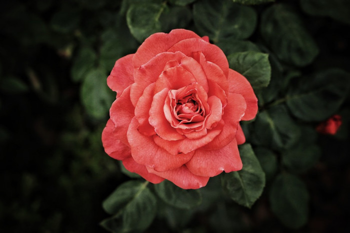 장미 - Rose, Rosa hybrida