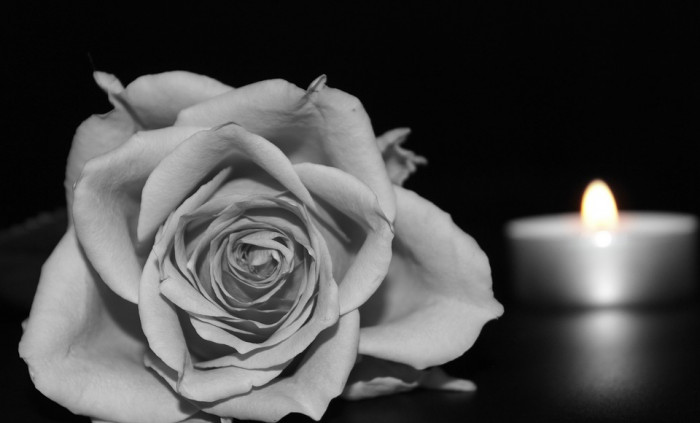 장미 - Rose, Rosa hybrida