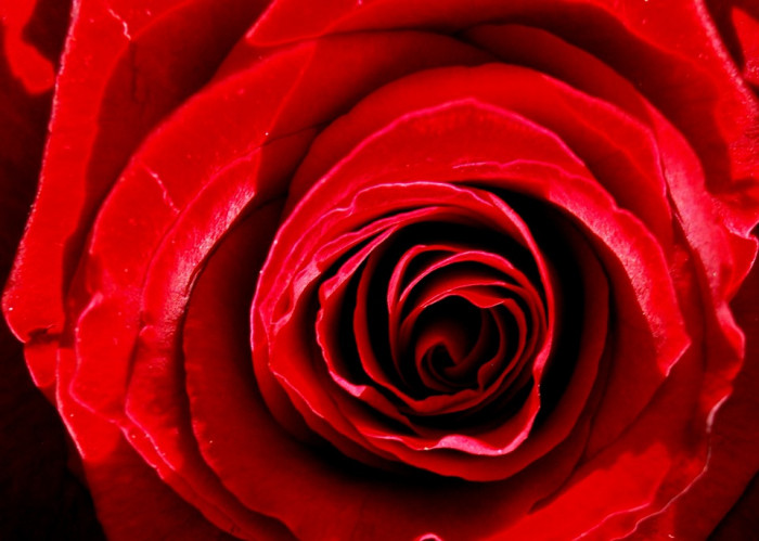 장미 - Rose, Rosa hybrida