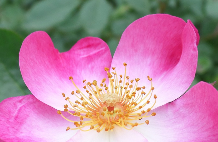 장미 - Rose, Rosa hybrida