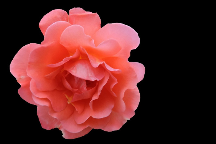 장미 - Rose, Rosa hybrida