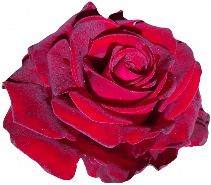 장미 - Rose, Rosa hybrida