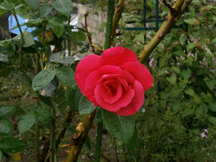 장미 - Rose, Rosa hybrida
