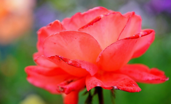 장미 - Rose, Rosa hybrida