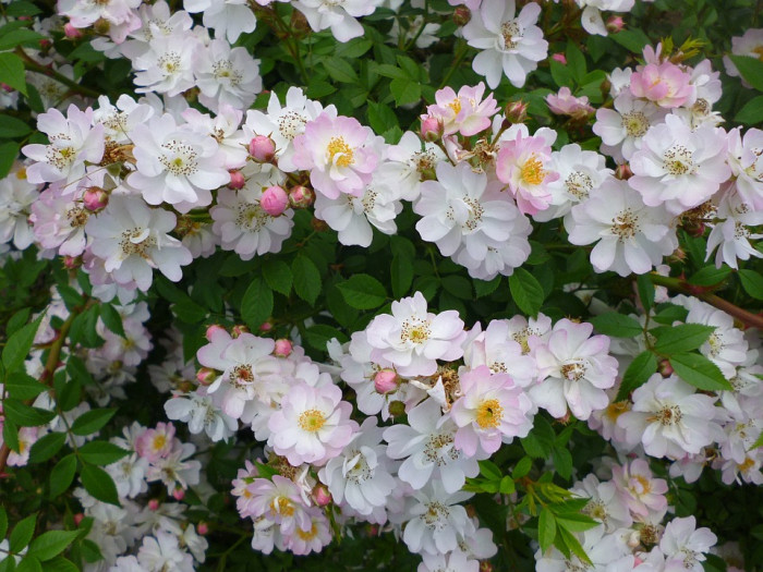 장미 - Rose, Rosa hybrida