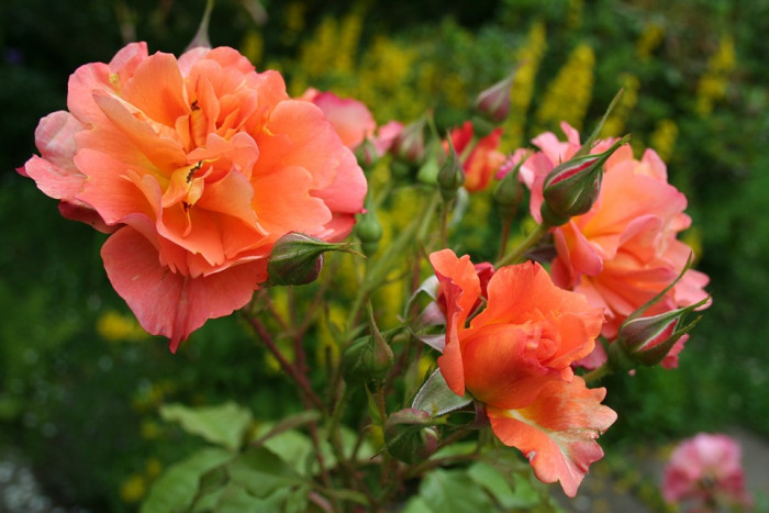 장미 - Rose, Rosa hybrida