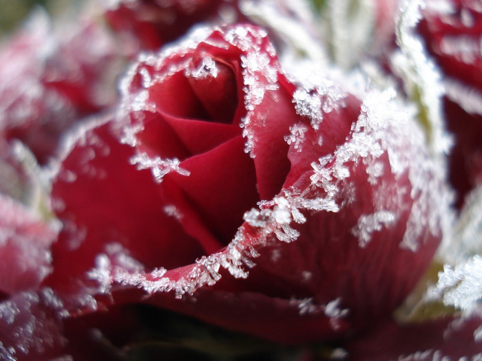 장미 - Rose, Rosa hybrida