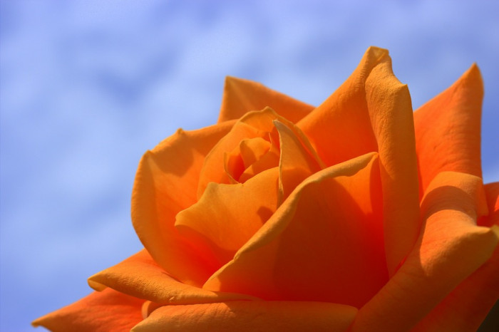 장미 - Rose, Rosa hybrida