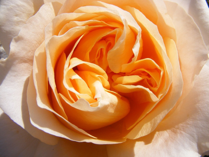 장미 - Rose, Rosa hybrida
