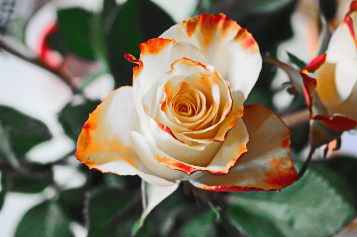 장미 - Rose, Rosa hybrida