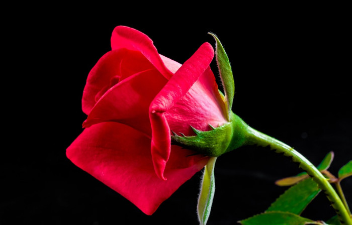 장미 - Rose, Rosa hybrida