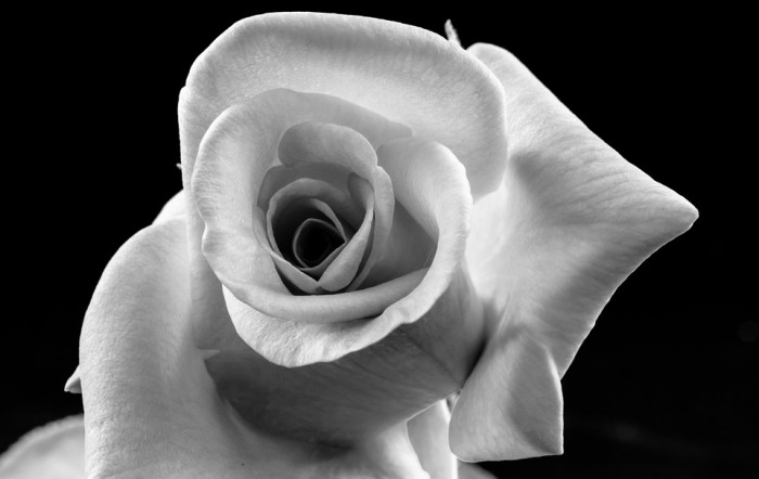 장미 - Rose, Rosa hybrida