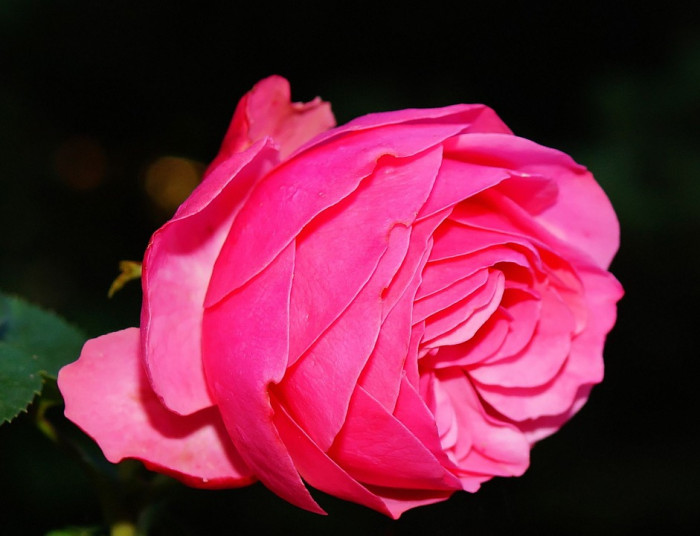 장미 - Rose, Rosa hybrida